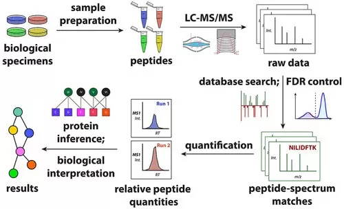 Proteomics Experimental Workflow Diagram